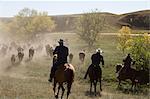 Cowboys pushing herd at Bison Roundup, Custer State Park, Black Hills, South Dakota, United States of America, North America