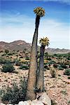 Halfmens, Pachypodium namaquanum, Goegap réserve, Namaqualand, Afrique du Sud, Afrique