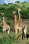 Three giraffe, Giraffa camelopardalis, Itala Game Reserve, KwaZulu-Natal, South Africa, Africa