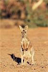 Kangourou rouge, Macropus rufus, Mootwingee National Park, New South Wales, Australie, Pacifique