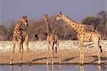 Three giraffe, Giraffa camelopardalis, at waterhole, Etosha National Park, Namibia, Africa