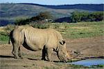 Rhinocéros blanc (rhino), Ceratotherium simum, à l'eau, Hluhluwe, Afrique du Sud, Afrique
