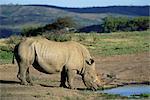 White rhinoceros (rhino), Ceratotherium simum, at water, Hluhluwe, South Africa, Africa