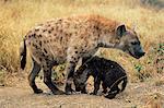 Spotted hyena, Crocuta crocuta, cub greeting adult, Kruger National Park, South Africa, Africa