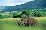 Rhinocéros blanc (rhino), Ceratherium sumum, Itala Game Reserve, KwaZulu-Natal, Afrique du Sud, Afrique