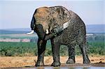 Éléphant d'Afrique, Loxodonta africana, se baigner et se couvrant de boue, le plus grand parc National Addo, Afrique du Sud, Afrique