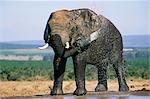 Éléphant d'Afrique, Loxodonta africana, se baigner et se couvrant de boue, le plus grand parc National Addo, Afrique du Sud, Afrique