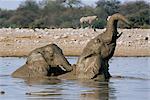 African elephants, Loxodonta africana, bathing, Etosha National Park, Namibia, Africa
