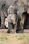 L'éléphant d'Afrique, Loxodonta africana, plus grand parc National Addo, Afrique du Sud, Afrique