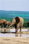 Jeune éléphant d'Afrique, Loxodonta africana, à trou d'eau, Parc National Addo, Afrique du Sud, Afrique