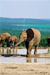 Young African elephant, Loxodonta africana, at waterhole, Addo National Park, South Africa, Africa