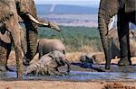 Afrikanische Elefanten, Loxodonta Africana, Baden im Wasser, Greater Addo National Park, Südafrika, Afrika