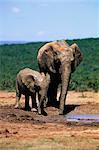 Éléphants d'Afrique, Loxodonta africana, mère et jeune, parc des éléphants d'Addo, Eastern Cape, Afrique du Sud, Afrique