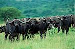 Cape buffalo, Syncerus caffer, Hluhluwe Game Reserve, Kwazulu-Natal, South Africa, Africa