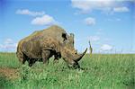 White rhinoceros (rhino), Ceratotherium simum, with giraffe, Itala Game Reserve, KwaZulu-Natal, South Africa, Africa