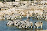 Burchell's zebra, Equus burchelli, at waterhole, Etosha National Park, Namibia, Africa