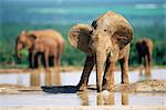 Young African elephant, Loxodonta africana, at waterhole, Addo National park, South Africa, Africa