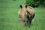 Rhinocéros blanc (rhino), Ceratherium sumum, Itala Game Reserve, KwaZulu-Natal, Afrique du Sud, Afrique