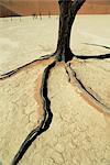 Dead Vlei, Sossuvlei dune field, parc de Namib-Naukluft, désert de Namib, en Namibie, Afrique