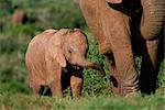 Jeune éléphant d'Afrique (Loxodonta africana), Parc National Addo, Afrique du Sud, Afrique
