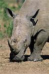 Breitmaulnashorn (Rhino), Ceratotherium Simum mit Redbilled Madenhacker, Buphagus Erythrorhynchus, Itala Game Reserve, KwaZulu-Natal, Südafrika, Afrika