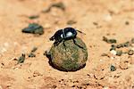 Flightless dung beetle rolling brood ball, Addo National Park, South Africa, Africa
