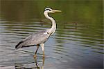 Grey heron (Ardea cinerea), Kruger National Park, Mpumalanga, South Africa, Africa