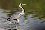 Grey heron (Ardea cinerea), le Parc National Kruger, Mpumalanga, Afrique du Sud, Afrique