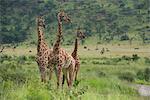 Three giraffes (Giraffa camelopardalis), Pilanesberg Game Reserve, North West Province, South Africa, Africa