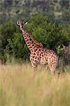 Girafe (Giraffa camelopardalis), jeune, Kruger National Park, Mpumalanga, Afrique du Sud, Afrique