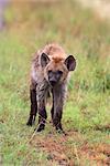 Young spotted hyena (Crocuta crocuta), Kruger National Park, Mpumalanga, South Africa, Africa