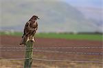 Buse variable (Buteo buteo), captif, Royaume-Uni, Europe