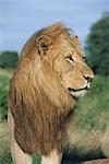 Male lion, Panthera leo, Kruger National Park, South Africa, Africa