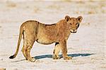 Sub-adult lion, Panthera leo, Etosha National Park, Namibia, Africa
