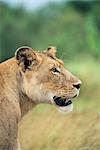 Lioness, Panthera leo, Kruger National Park, South Africa, Africa