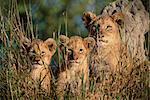 Lion Cubs, Panthera Leo, Krüger Nationalpark, Südafrika, Afrika