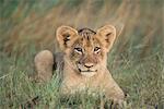 Lion cub, Panthera leo, approximately two to three months old, Kruger National Park, South Africa, Africa