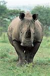 Rhinocéros blanc (rhino), Ceratotherium simum, réserve naturelle de Mkuze, KwaZulu-Natal, Afrique du Sud, Afrique