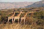 Giraffes (Giraffa camelopardalis), Ithala (Ntshondwe) Game reserve, KwaZulu Natal, South Africa, Africa