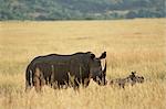 White rhinoceros (rhino), Ceratotherium simum, mère et veau, Itala Game Reserve, Afrique du Sud, Afrique