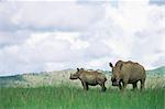 Rhinocéros blanc (rhino), Ceratotherium simum, Itala Game Reserve, Kwazulu-Natal, Afrique du Sud, Afrique
