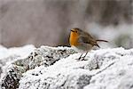 Robin (Erithacus rubecula) sur le mur glacial en hiver, Northumberland, Angleterre, Royaume-Uni, Europe