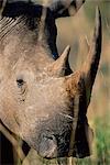 White rhonoceros (rhino), Ceratotherium simum, Hluhluwe Game Reserve, KwaZulu-Natal, South Africa, Africa