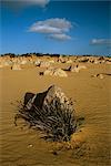 Limestone pillars in the Pinnacles Desert, Nambung National Park, Western Australia, Australia, Pacific