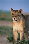 Lionne, Panthera leo, Parc National d'Etosha, Namibie, Afrique