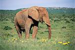 L'éléphant d'Afrique, Loxodonta africana, couvert de boue, Addo, Afrique du Sud, Afrique