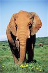 African elephant, Loxodonta africana, covered in mud, Addo, South Africa, Africa