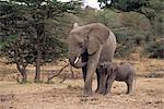 Mère et bébé éléphant d'Afrique, Loxodonta africana, Kenya, Afrique de l'est, Afrique