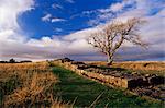 Black Carts, Roman Wall, Hadrian's Wall, UNESCO World Heritage Site, Northumberland (Northumbria), England, United Kingdom, Europe