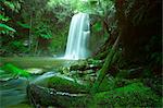 Beauchamp fallen, Wasserfall im Regenwald, Otway Nationalpark, Great Ocean Road, Victoria, Australien